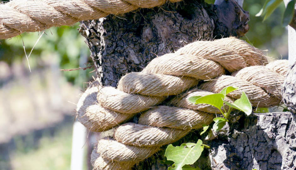 where to buy thick rope