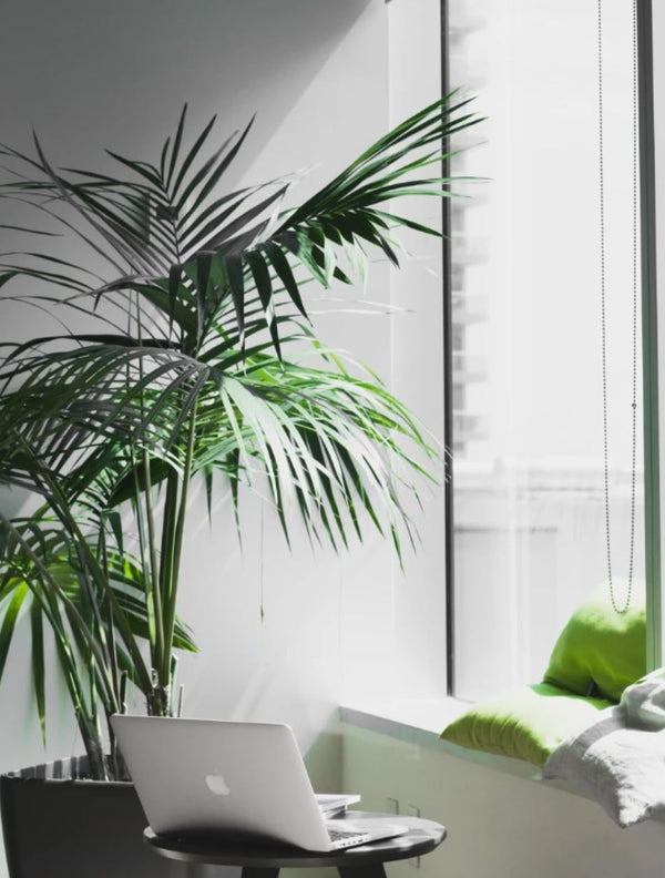 5 Top Plants for Improving Wellbeing in Indoor Environments
