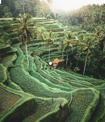 Rice Terrace fields, Ubud Bali