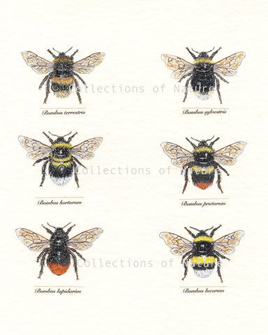 British Black Queen Bee, Northumberland Dark Bee