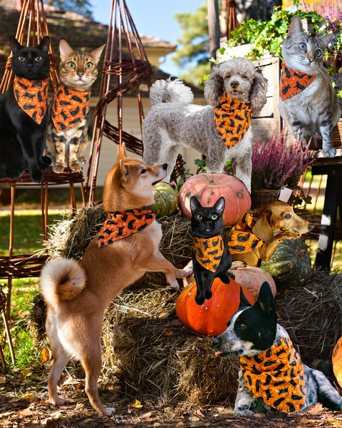 pets photoshopped into a fall scene with pumpkins