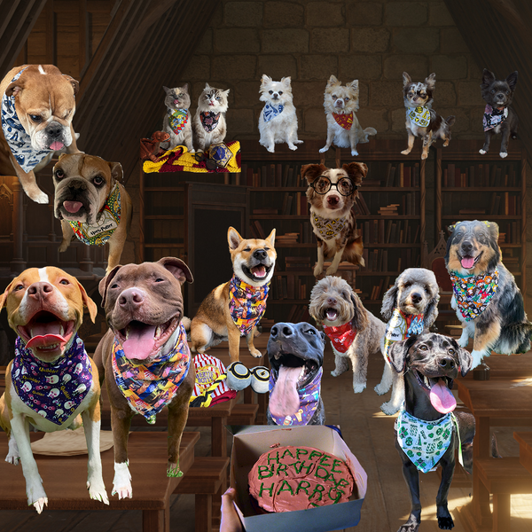 pets photoshopped into a magical classroom with a birthday cake