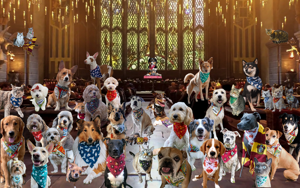 Collage of numerous pets in Harry Potter bandanas photoshopped in the the Great Hall at Hogwarts