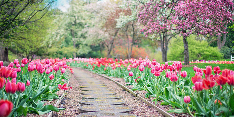 Darragh Connolly Shares March Garden Tips for Wigoders