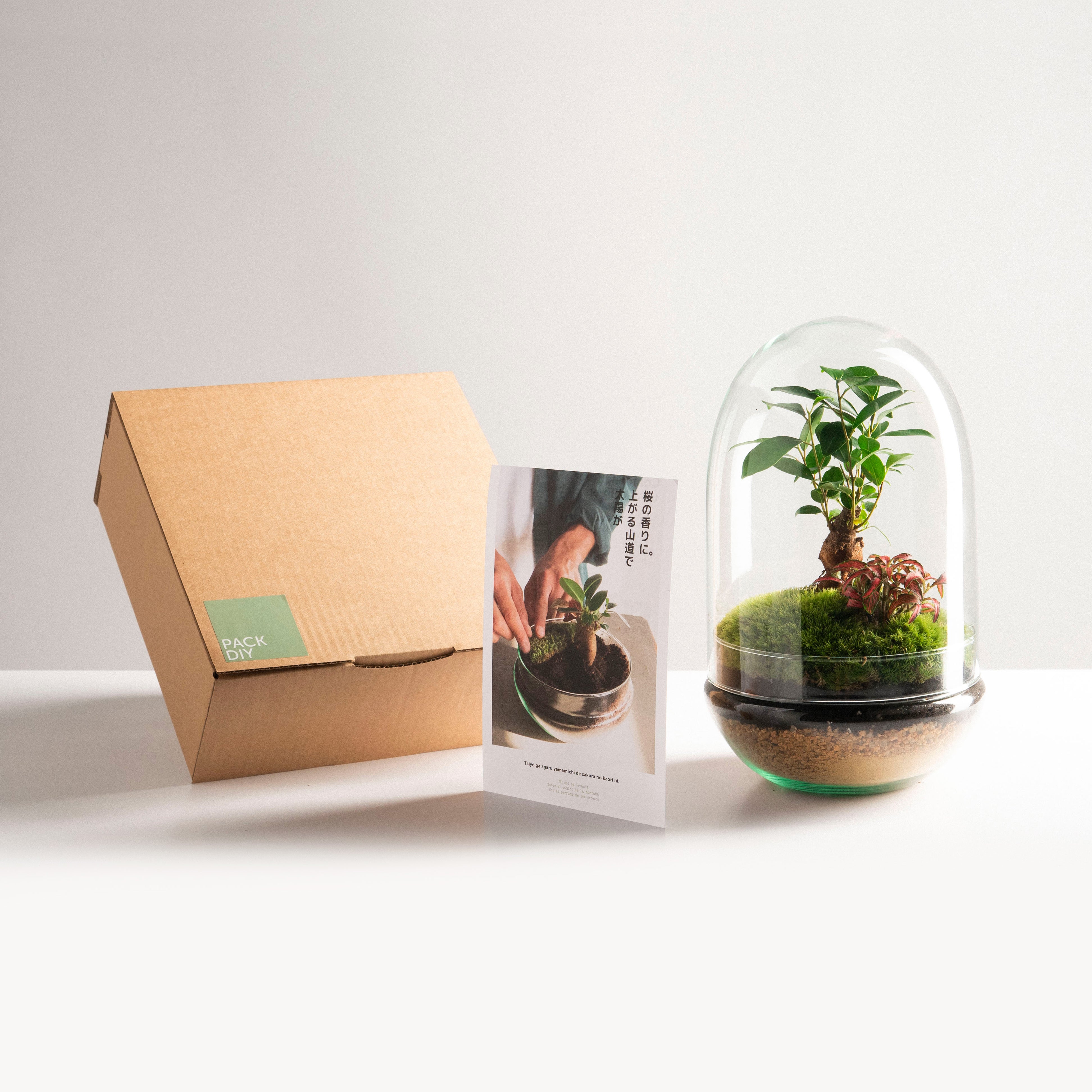 Pack DIY - Jardín en un bol 