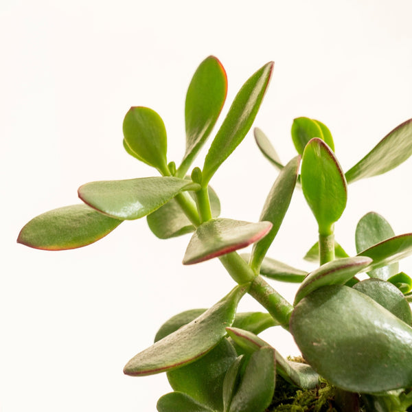 Oxido Señora saltar Árbol de Jade - Plantas naturales sin maceta ➡ KOKEDAMA – Omotesandō Plants