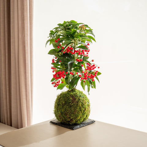 Ardisia Kokedama - Entrega a partir del 5 de diciembre - Omotesandō Plants