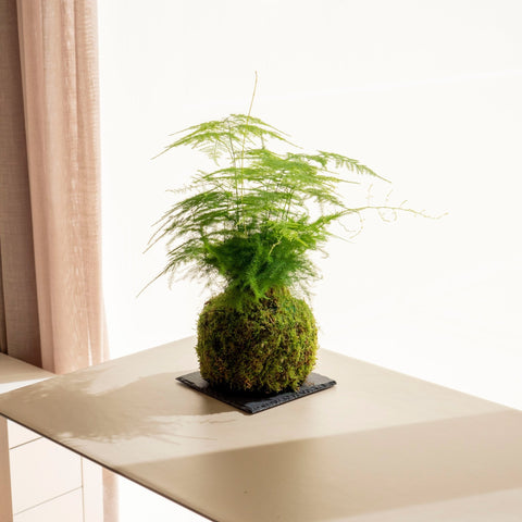 Aspa Kokedama - Omotesandō Plants