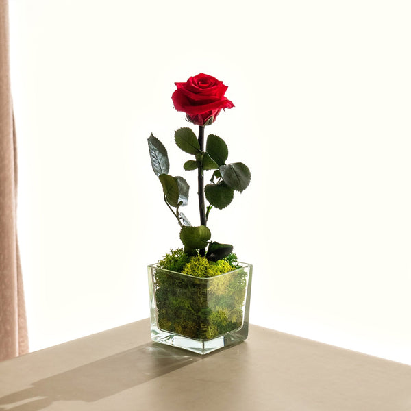 Crystal Rose - Rosas liofilizadas | Omotesandō Plants