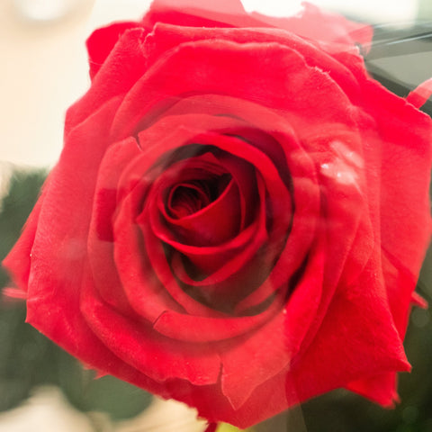 Garden Rose - Omotesandō Plants