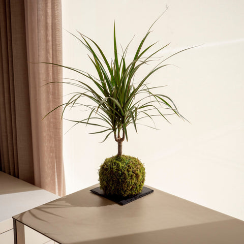 Marginata Kokedama - Omotesandō Plants