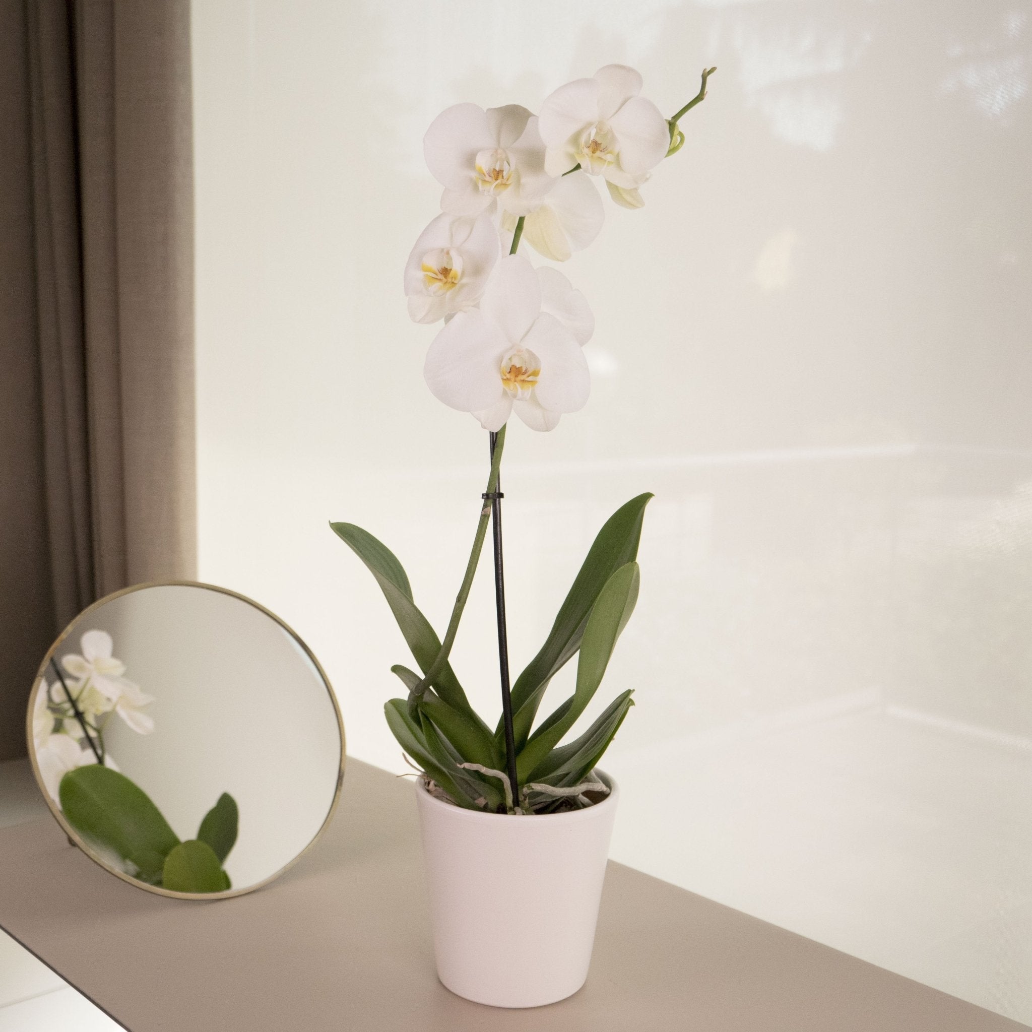 Orquídea blanca - Envío a domicilio de plantas naturales | Omotesandō –  Omotesandō Plants