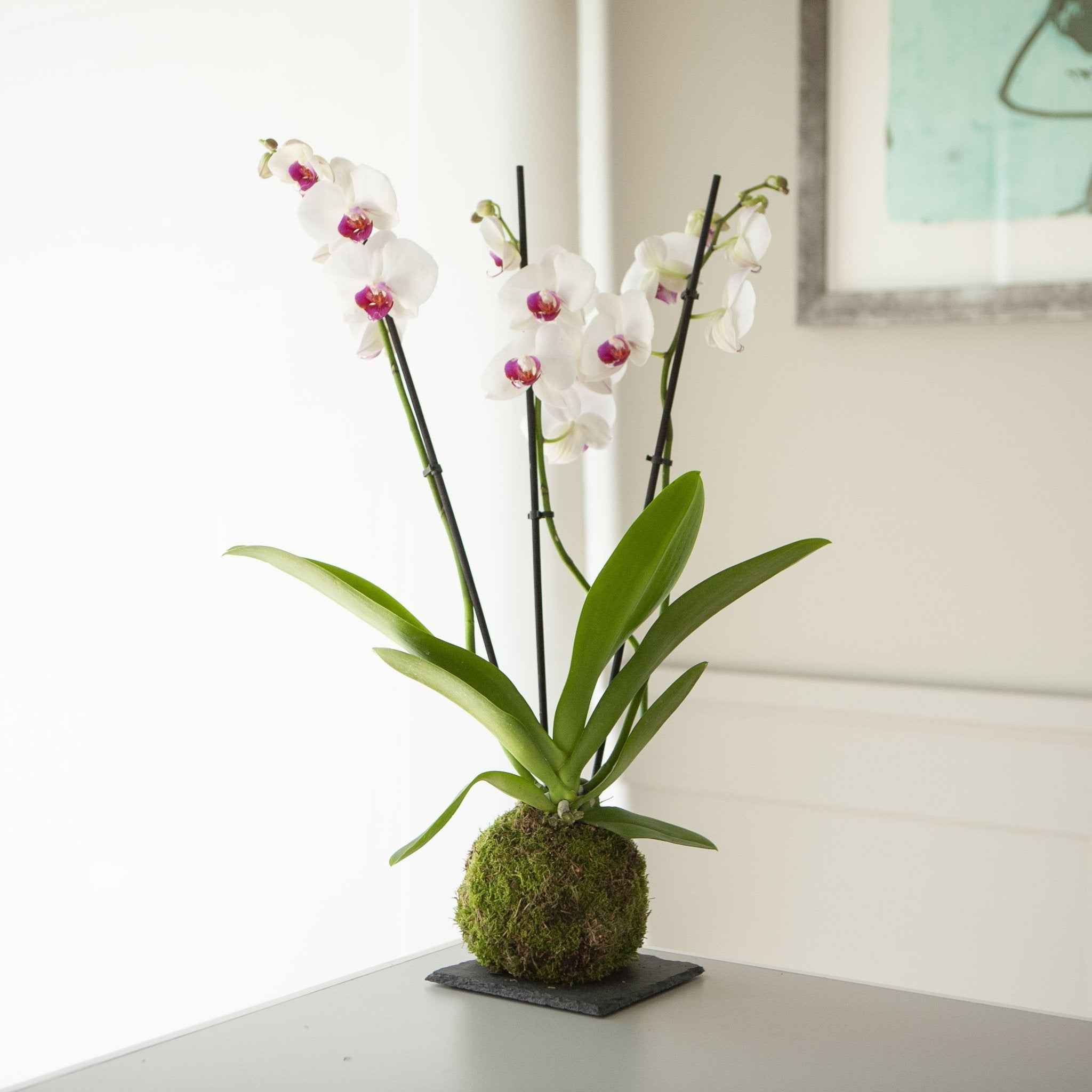 Orquídea Blanca - Plantas naturales sin maceta | Omotesandō Plants