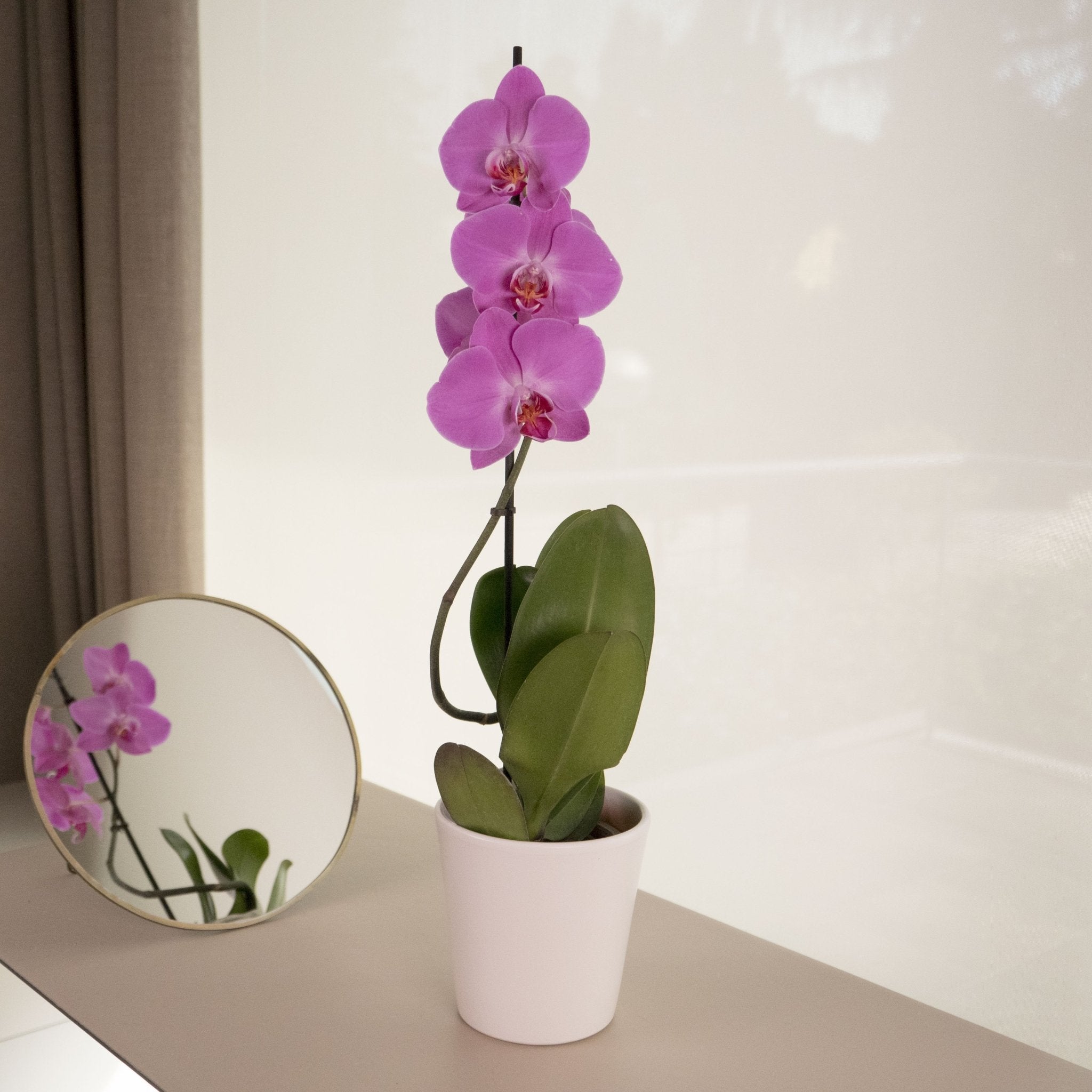 Orquídea rosa - Envío a domicilio de plantas naturales | Omotesandō –  Omotesandō Plants