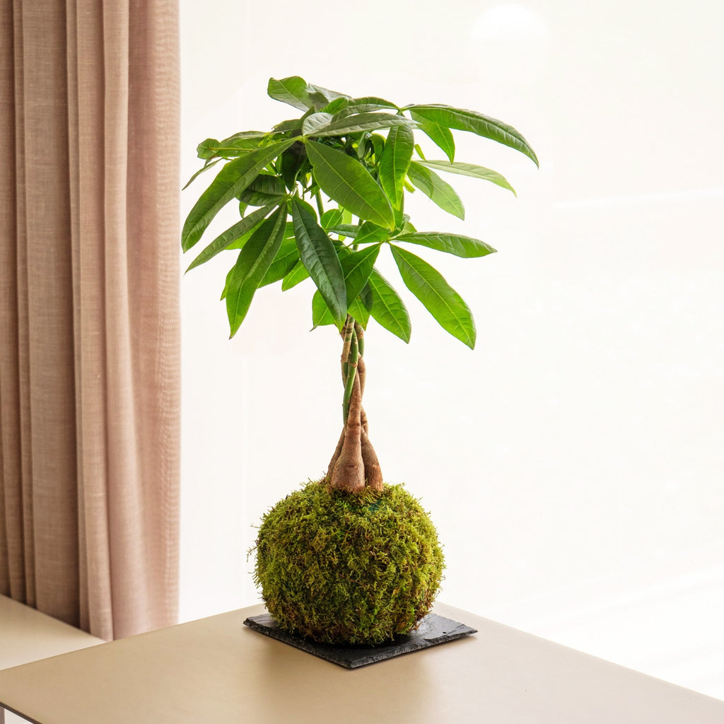 Schefflera Kokedama - Kokedama | Omotesandō Plants