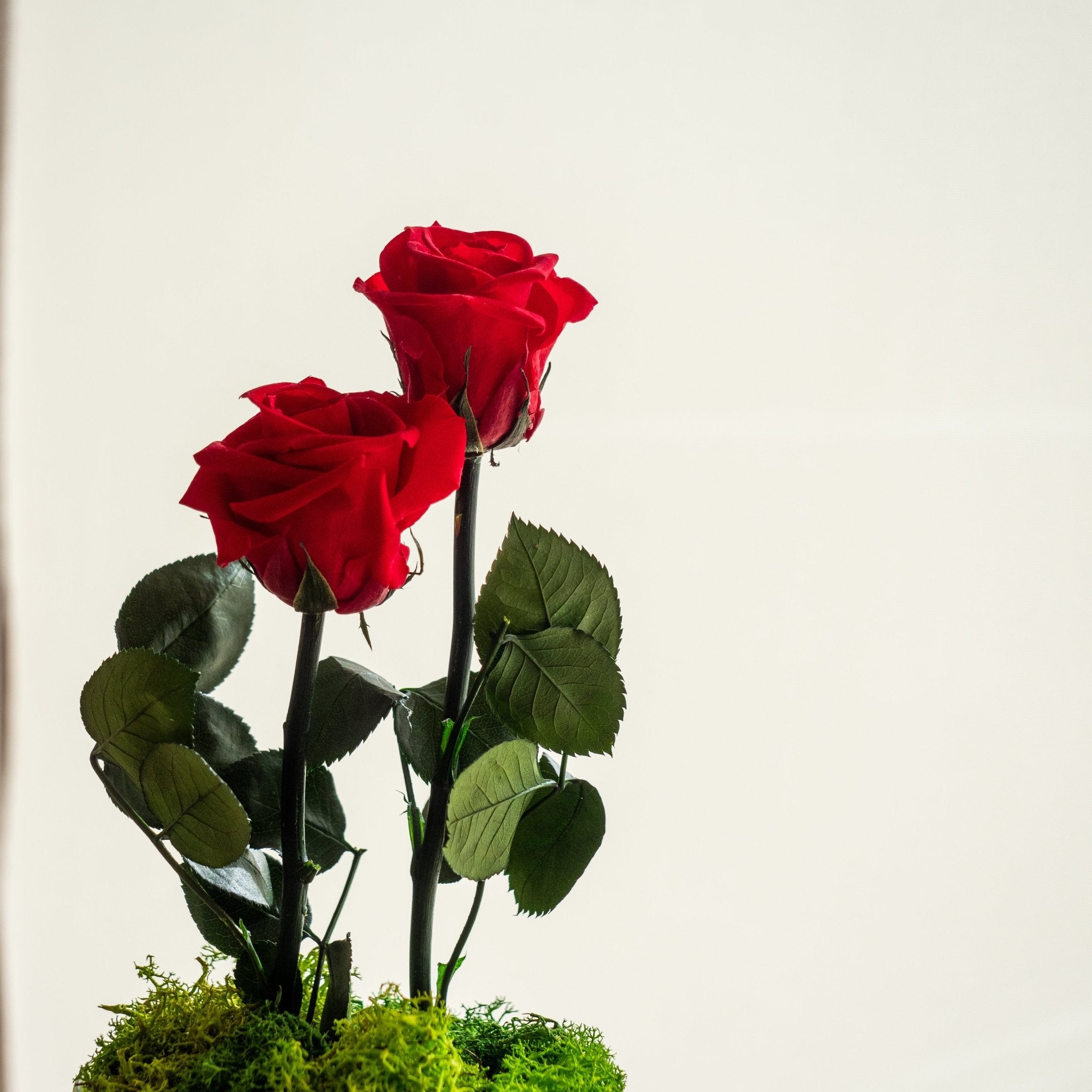 Red Garden - Rosas liofilizadas | Omotesandō Plants