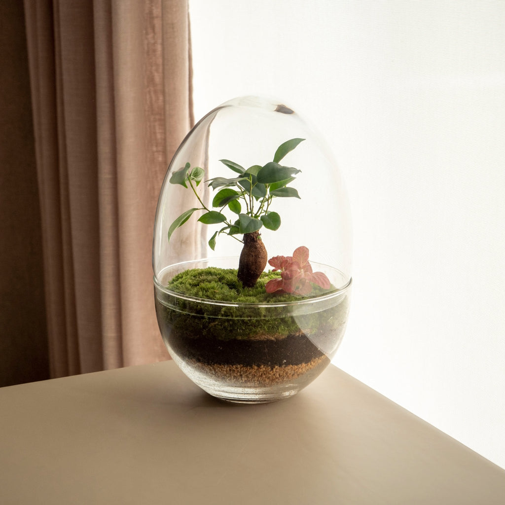 Tillandsia rosa - KOKEDAMA ▷ Omotesandō Plantes – Omotesandō Plants
