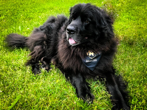 Newfoundland dog with Growlers scarf