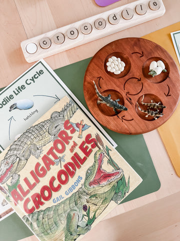 Crocodile life cycle board and figurine pieces from Jack and Link toys.