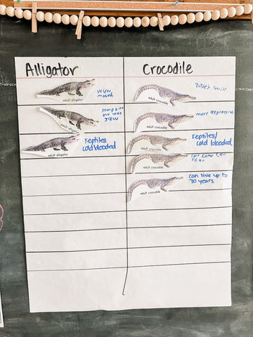What's the difference between alligators and crocodiles activities for kids.