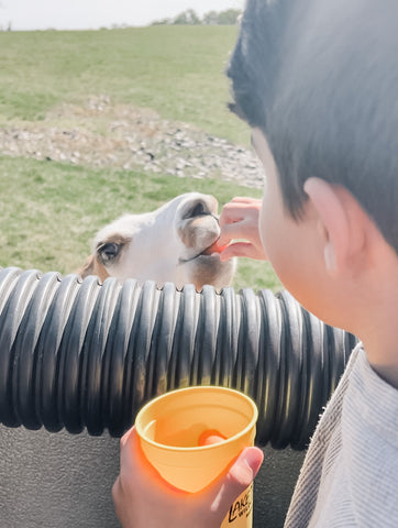 feeding llamas