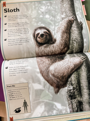 Animal book on sloths for kids.