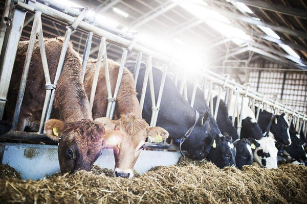 Livestock animals create methane 