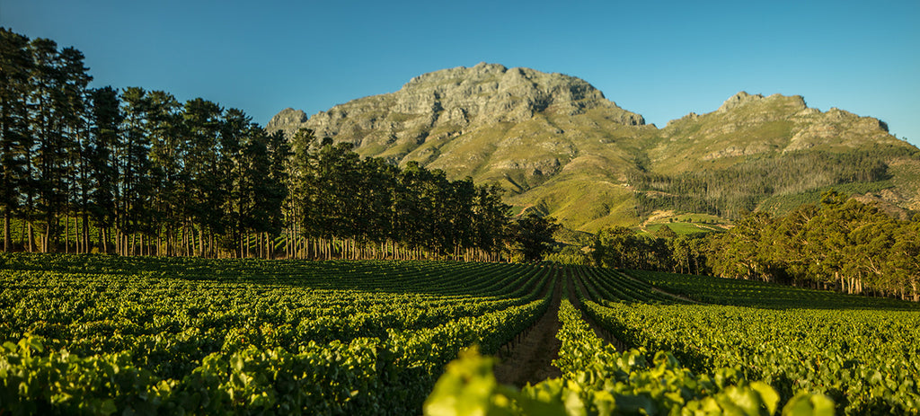 Franschhoek & Paarl South AFrican Winelands - WIne To Share