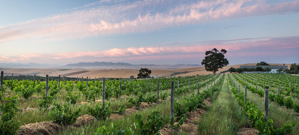 Swartland & Tulbagh - South African Winelands - Wine to Share