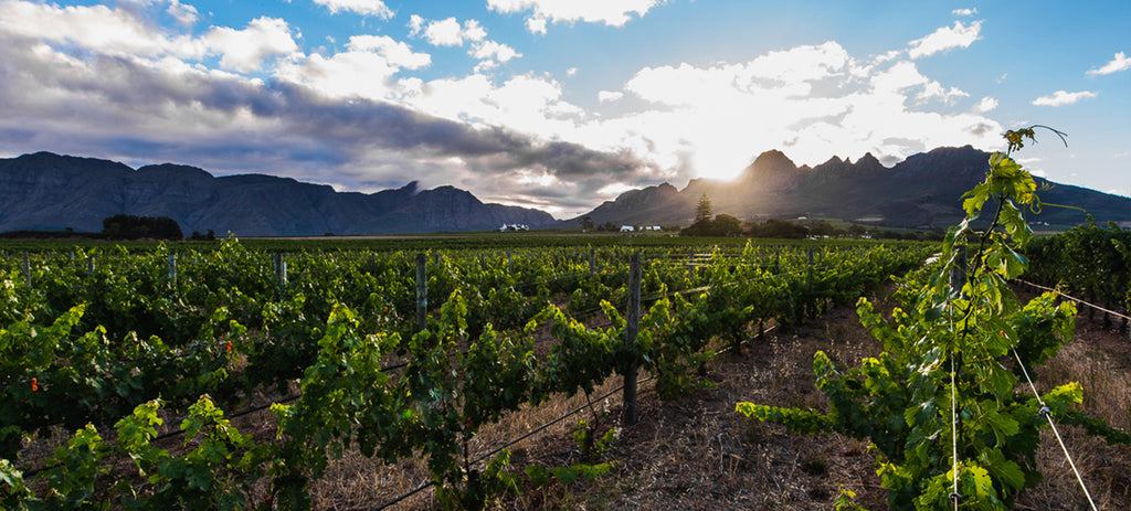 Stellenbosch South African Winelands - Wine to Share