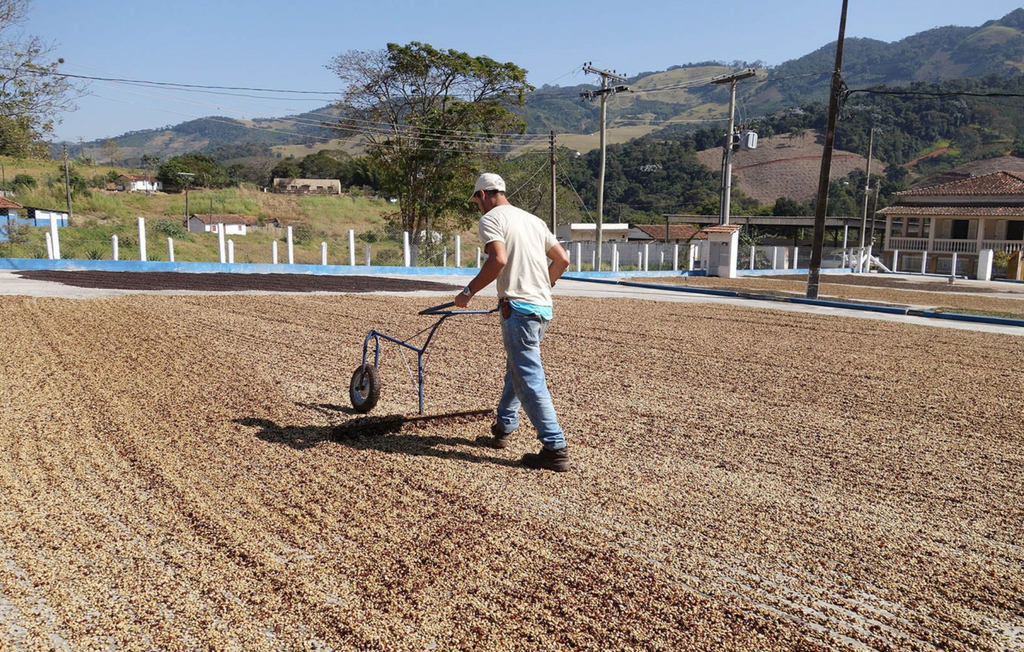 Pulped Natural Coffee From Brazil