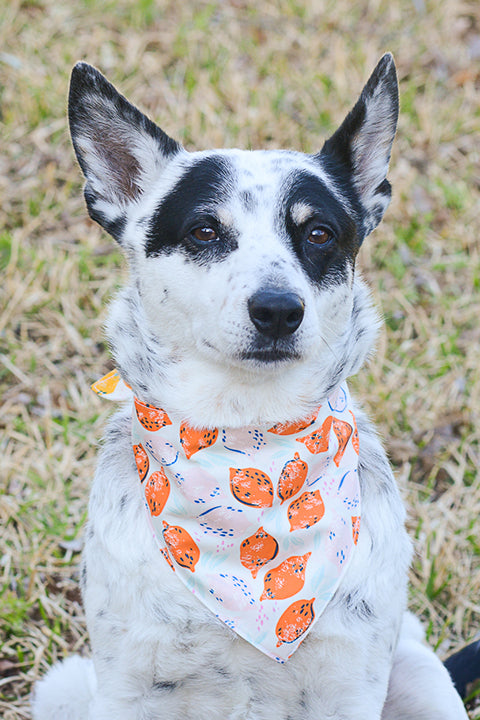 Spring Picnic 2-in-1 Reversible Pet Bandana