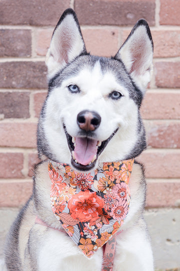 Small Pet Bandana – Mamili