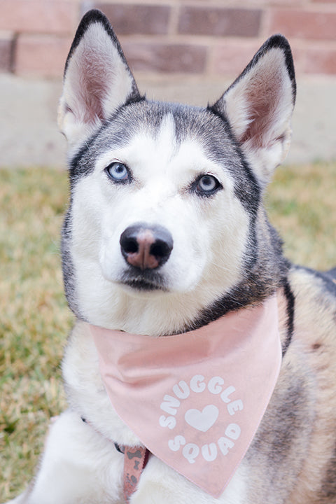 Celestial Pet Bandana - Dog or Cat – Rogue + Wolf