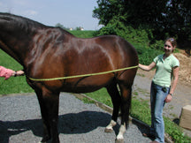 How to Accurately Measure a Horse - EquiGroomer