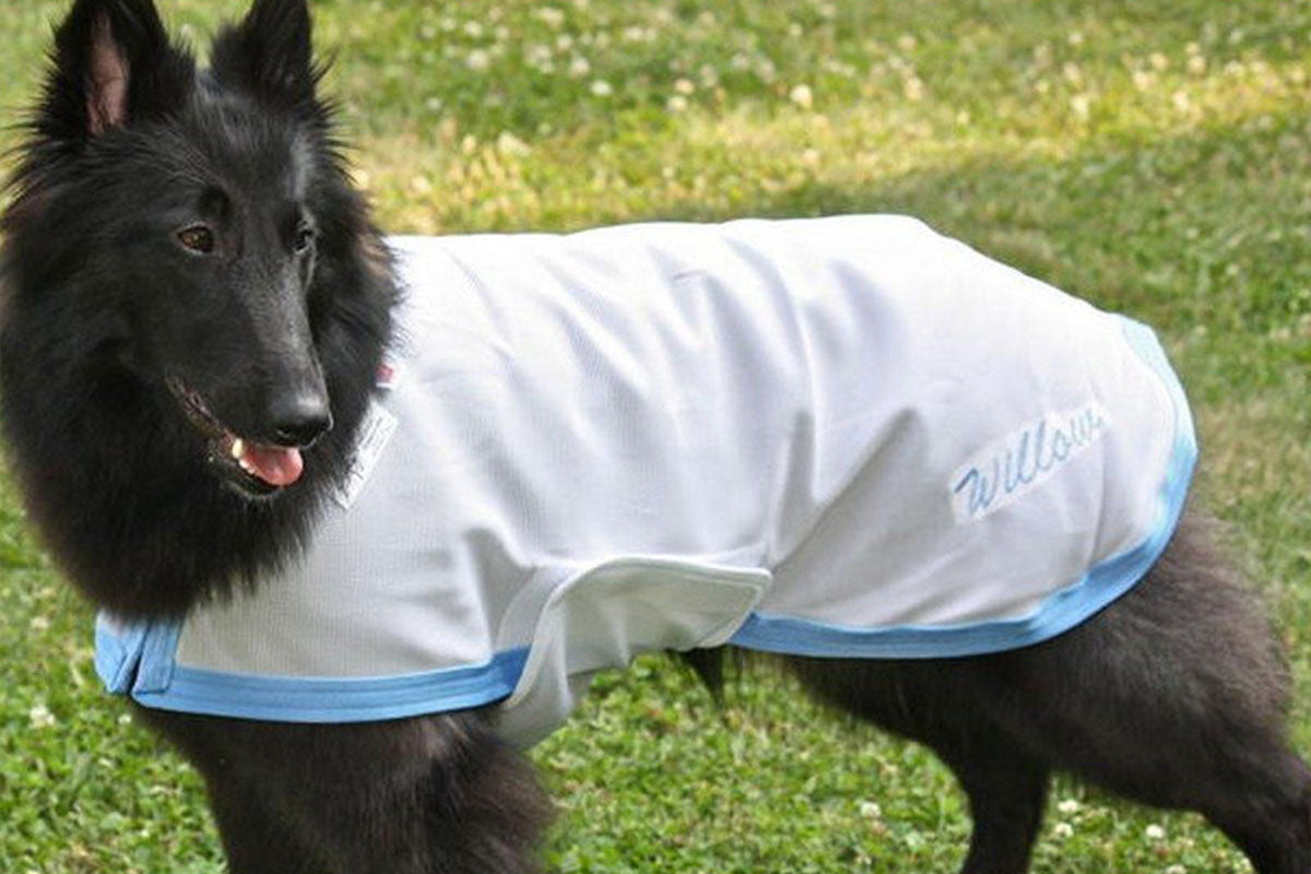 greyhound cooling coat