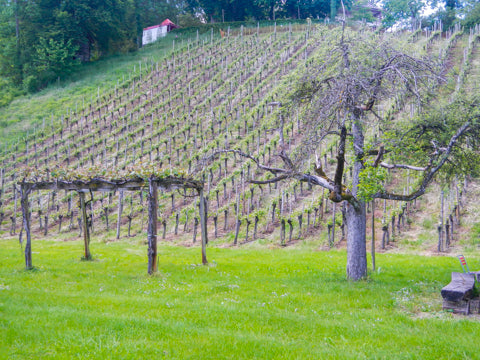 Swiss Cycle Tour farmlands