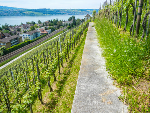 Swiss vineyards Zurichsee