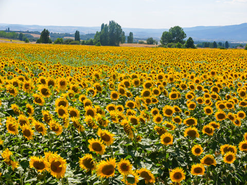 Sunflowers Ebro River Valley Rioja Spain