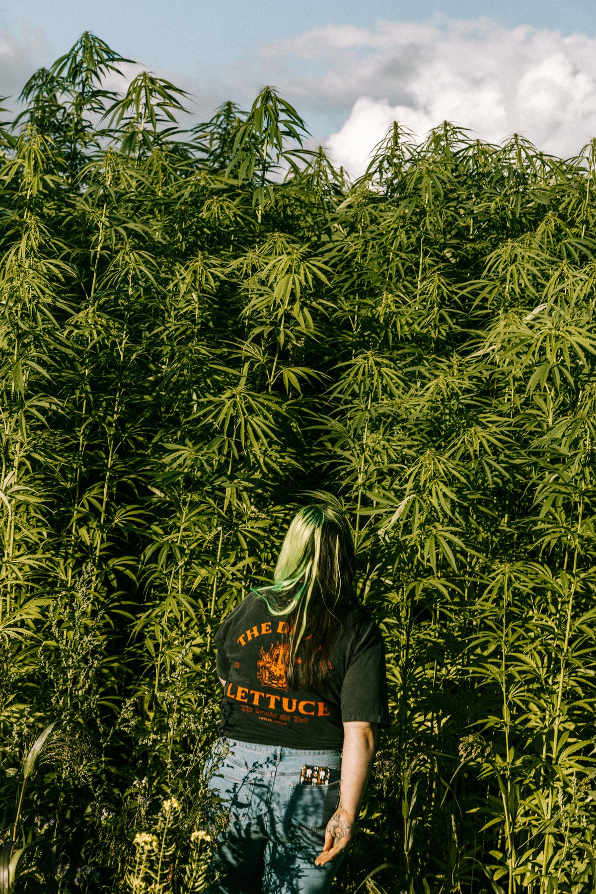 Hemp farm in Pembrokeshire, Wales