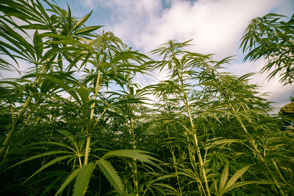 Hemp Farm Pembrokeshire, Wales