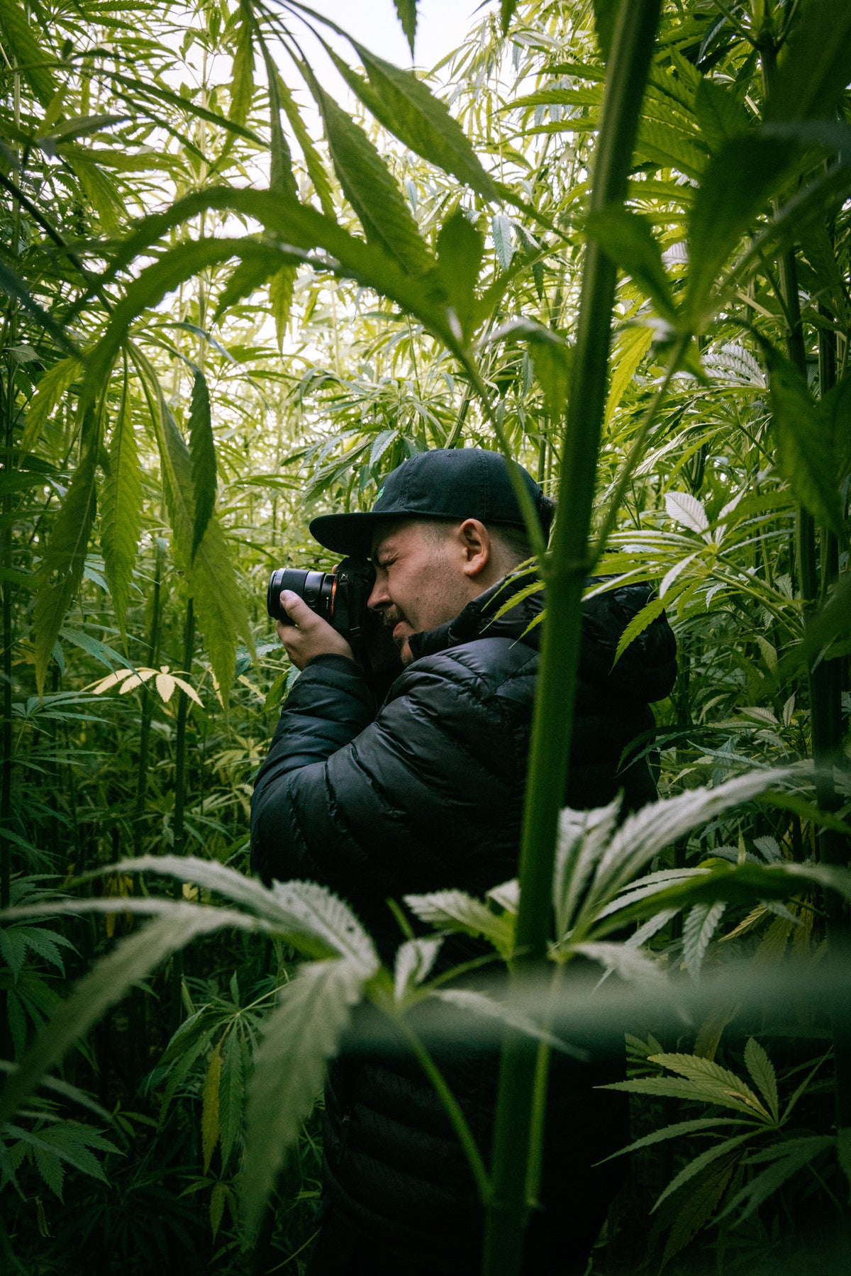 Photographing a cannabis farm in Pembrokeshire Wales
