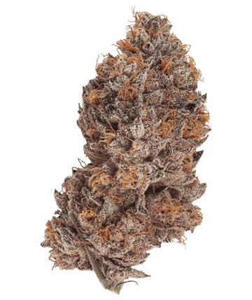 LA Kush Cake Natural History medical annabis strai uk