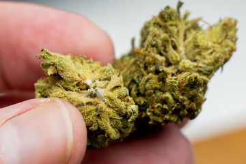 legal medical cannabis stigma south wales police flyer