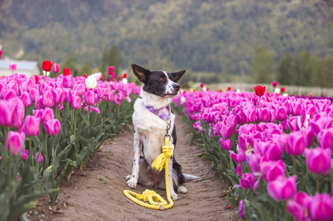 border collie dog with a yellow knotted rope leash in a tulip field