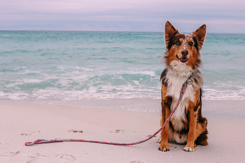 rope dog leash on an Australian Shepherd dog at the beach