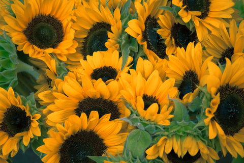 sunflowers-for-sunflower-oil