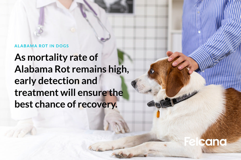 As mortality rate of Alabama Rot remains high, early detection and treatment will ensure the best chance of recovery.