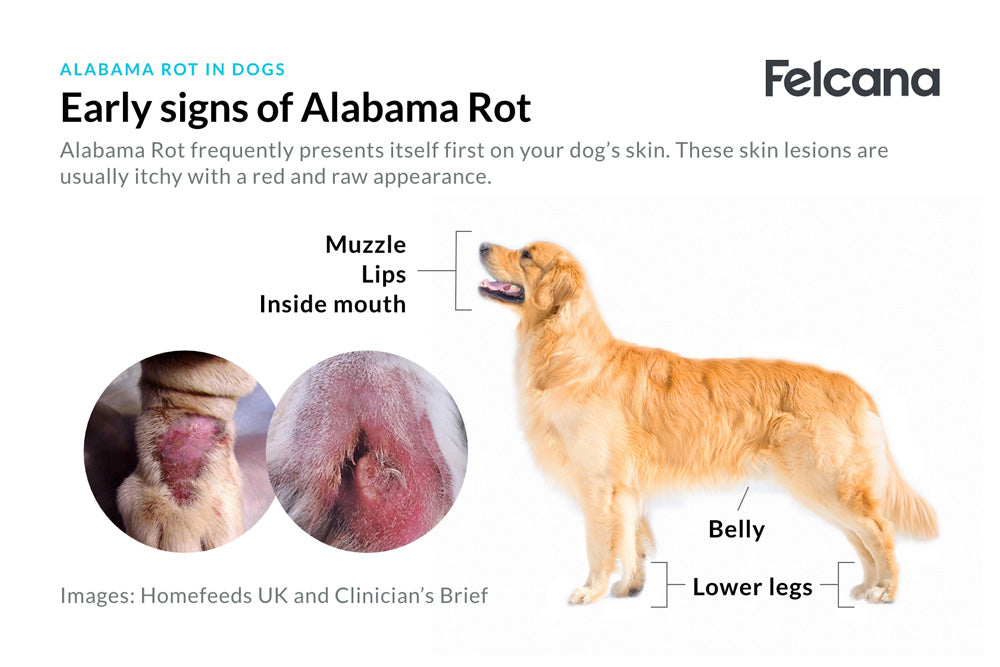 Early signs of Alabama Rot include skin lesions with a red and raw appearance, which are usually itchy.
