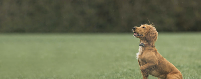 Brown long-haired dachshund, wearing dog fitness tracker, sitting obediently on grassy field with left arm bent.